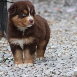 Darla - Red tri-color female Australian Shepherd puppy in Pikeville, Tennessee from Skillern Creek's Australian Shepherds