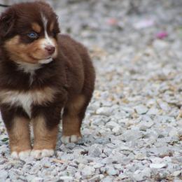 Darla - Red tri-color female Australian Shepherd puppy in Pikeville, Tennessee from Skillern Creek's Australian Shepherds