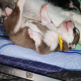 Jinx, yellow collar - Red and white female Alaskan Malamute puppy in Grayson County, Virginia from River Bend Malamutes