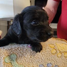 LICORICE - Black female Dachshund puppy in Fort Worth, Texas from Chadwick Farms Mini Dachshunds