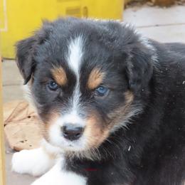 Black tri - Black tri-color male Australian Shepherd puppy in Allegan, Michigan from Parsons Australian Shepherds