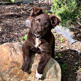 Australian Shepherds from Northern Maple Valley Aussies