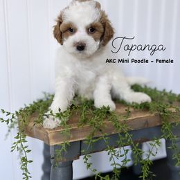 Bernedoodle, Cavapoo, Goldendoodle, and Poodle Puppies from Gypsi Doodles & Poodles