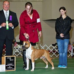 Sven - American Staffordshire Terrier