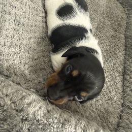 Coal - Piebald male Dachshund puppy in Georgetown, South Carolina from Muddy Bay Kennels
