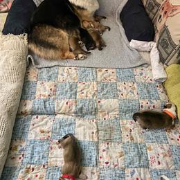 Pembroke Welsh Corgi Puppies from Annwyl McCorgis