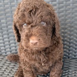 Lennon - Phantom male Goldendoodle puppy in Joilet, Montana from L&Z Goldendoodles