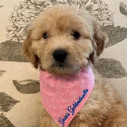 Paisley - Cream female Goldendoodle puppy in The Woodlands, Texas from Gracie's Goldendoodles and Bernedoodles