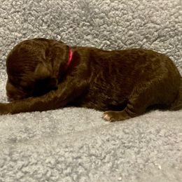 Hot Pink - Chocolate male Yorkipoo puppy in Martin, Tennessee from Danza Bolo