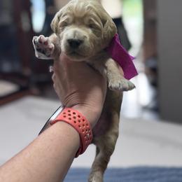 Purple Female- MiniGoldendoodle - Apricot female Goldendoodle puppy in Piedmont, South Carolina from The Farm at Saluda Ridge
