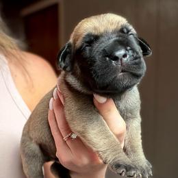 Redwood (Maroon Collar) - Reddish brown female Boerboel puppy in Manitowoc, Wisconsin from Mae Boerboel
