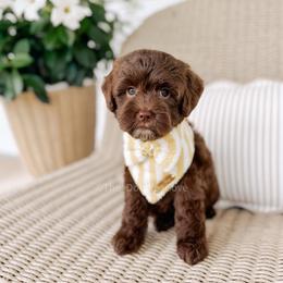 Hershey - Chocolate male Goldendoodle puppy in Syracuse, Indiana from The Doodle Cove