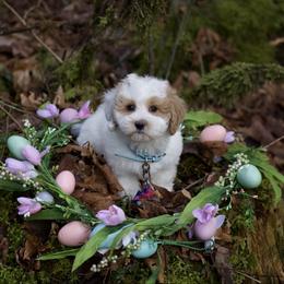 Valentino - Parti male Maltipoo puppy in Deming, Washington from Heavenly Puppies to Love
