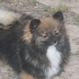 McKenna - Pomeranian