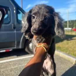 Peppa - Dapple female Dachshund puppy in Watertown, Massachusetts from Jae’s Puppy House
