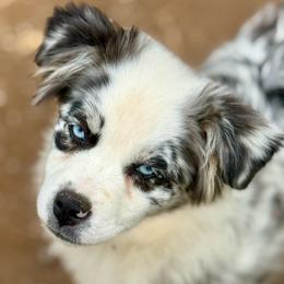 Cynthia - Blue merle female Miniature Australian Shepherd puppy in Patterson, North Carolina from DreamLine Aussies