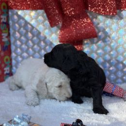 Goldendoodle Puppies from Arizona Doodles