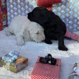 Goldendoodle Puppies from Arizona Doodles