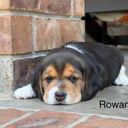 Rowan - Black tan and white female Beagle puppy in Mansfield, Missouri from Rippee Creek Kennel