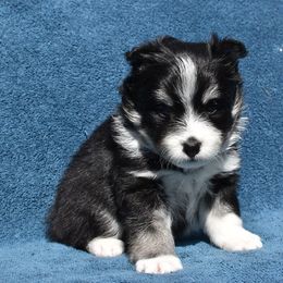 Kendi - Black and white Pomsky puppy in Ponte Vedra, Florida from Pearl of the Orient Seas