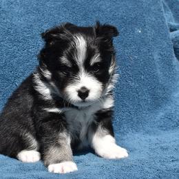 Kendi - Black and white Pomsky puppy in Ponte Vedra, Florida from Pearl of the Orient Seas