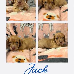 Jack - Brindle male Dachshund puppy in Saint Paul, Minnesota from Vibrant Eyes Doxies