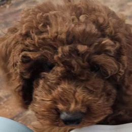 Girl 4 lime green - Poodle puppy from Sondra's Miniature Poodles