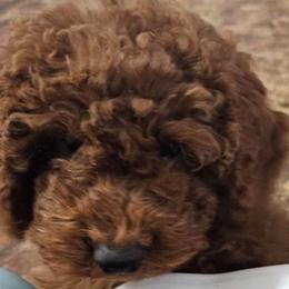 Girl 4 lime green - Poodle puppy from Sondra's Miniature Poodles