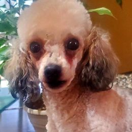 Poodle All Grown Up from Keta Young