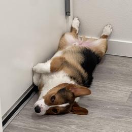 Pembroke Welsh Corgi Puppies from Top-Notch Paws