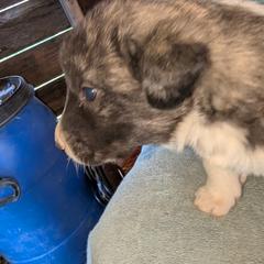 Boy 3 - male Anatolian Pyrenees puppy in Marysville, Ohio from Brotherton Family Farms