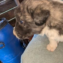 Boy 3 - male Anatolian Pyrenees puppy in Marysville, Ohio from Brotherton Family Farms