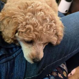 Mya - Apricot female Poodle puppy in Mc Dade, North Carolina from Toy Poodles of NC