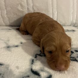 Dachshund Puppies from Teenie Weenie Doxies