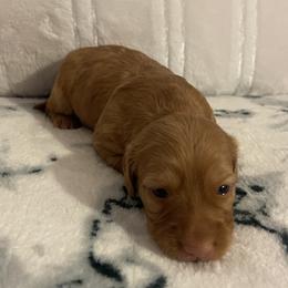 Dachshund Puppies from Teenie Weenie Doxies