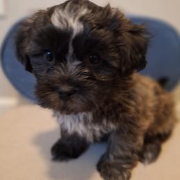 Blaze - Brindle and white male Mal-Shi puppy in Apollo Beach, Florida from Gemstone Exclusive Pups of Florida