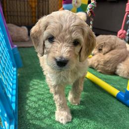 Daisy - Golden female Double Doodle puppy in El Cajon, California from Calibear Doodles