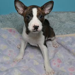 Arrow...Brindle boy, 2 - Brindle and white male Basenji puppy in Eugene, Oregon from Basenji Puppies