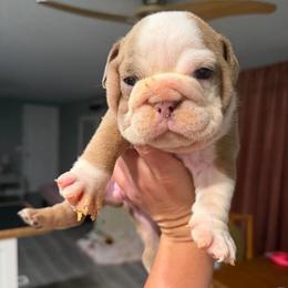Tater Tot - Fawn and white male Bulldog puppy in Hobe Sound, Florida from Amanda’s Bullies