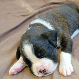 Boy 1 - Brindle Boxer puppy in Wisconsin from Baja Boxers