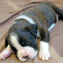 Boy 1 - Brindle Boxer puppy in Wisconsin from Baja Boxers