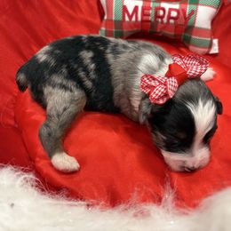 Coral col - Blue merle female Miniature Australian Shepherd puppy in 32046, Florida from River Hill Ranch