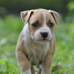 Boy 4 - Red male American Staffordshire Terrier puppy in St. Augustine, Florida from LBK & Ancient City
