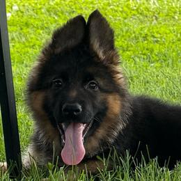 Female companion - Black and red female German Shepherd puppy in Winchester, Kentucky from Drache Feld
