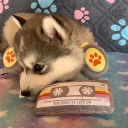 Siberian Husky Puppies from Canace Siberians