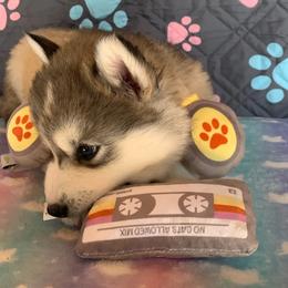 Siberian Husky Puppies from Canace Siberians