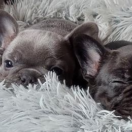 French Bulldogs from Benelli's Bunch French Bulldogs