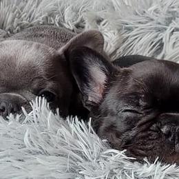 French Bulldogs from Benelli's Bunch French Bulldogs