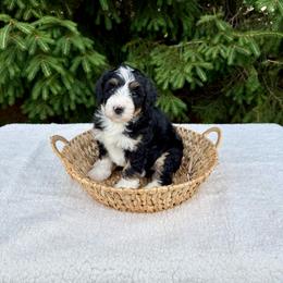 Vaughn - Tri-color male Bernedoodle puppy in Bremen, Indiana from Farmland Doodles