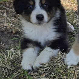 Kal - Black tri-color male Australian Shepherd puppy in Clinton, Missouri from RockyTop Hearts